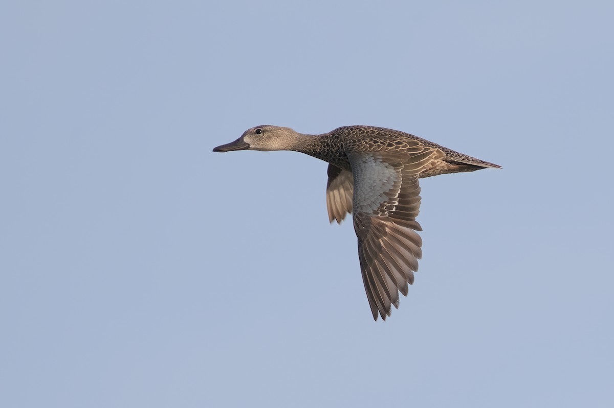 Blue-winged Teal - ML616608514