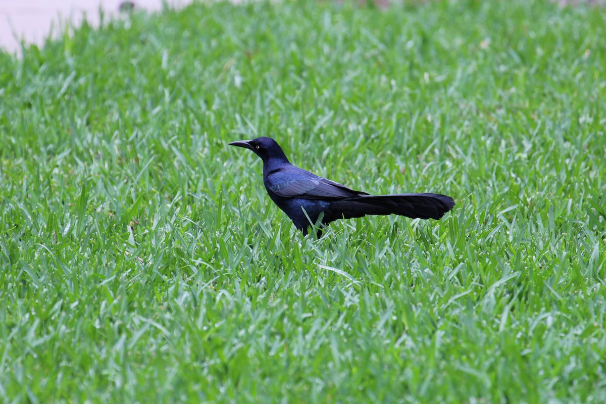 Great-tailed Grackle - Olivia Bernard