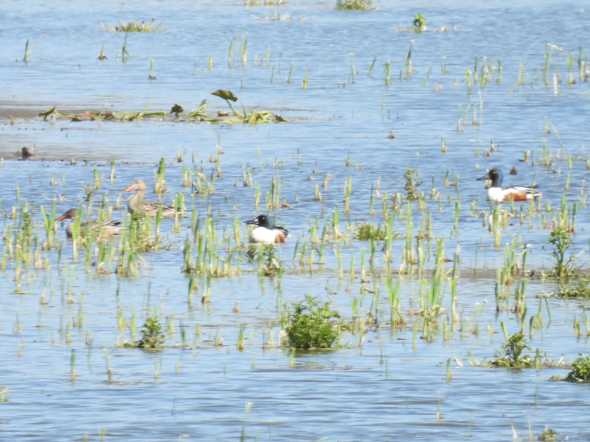 Northern Shoveler - Cindy Leffelman