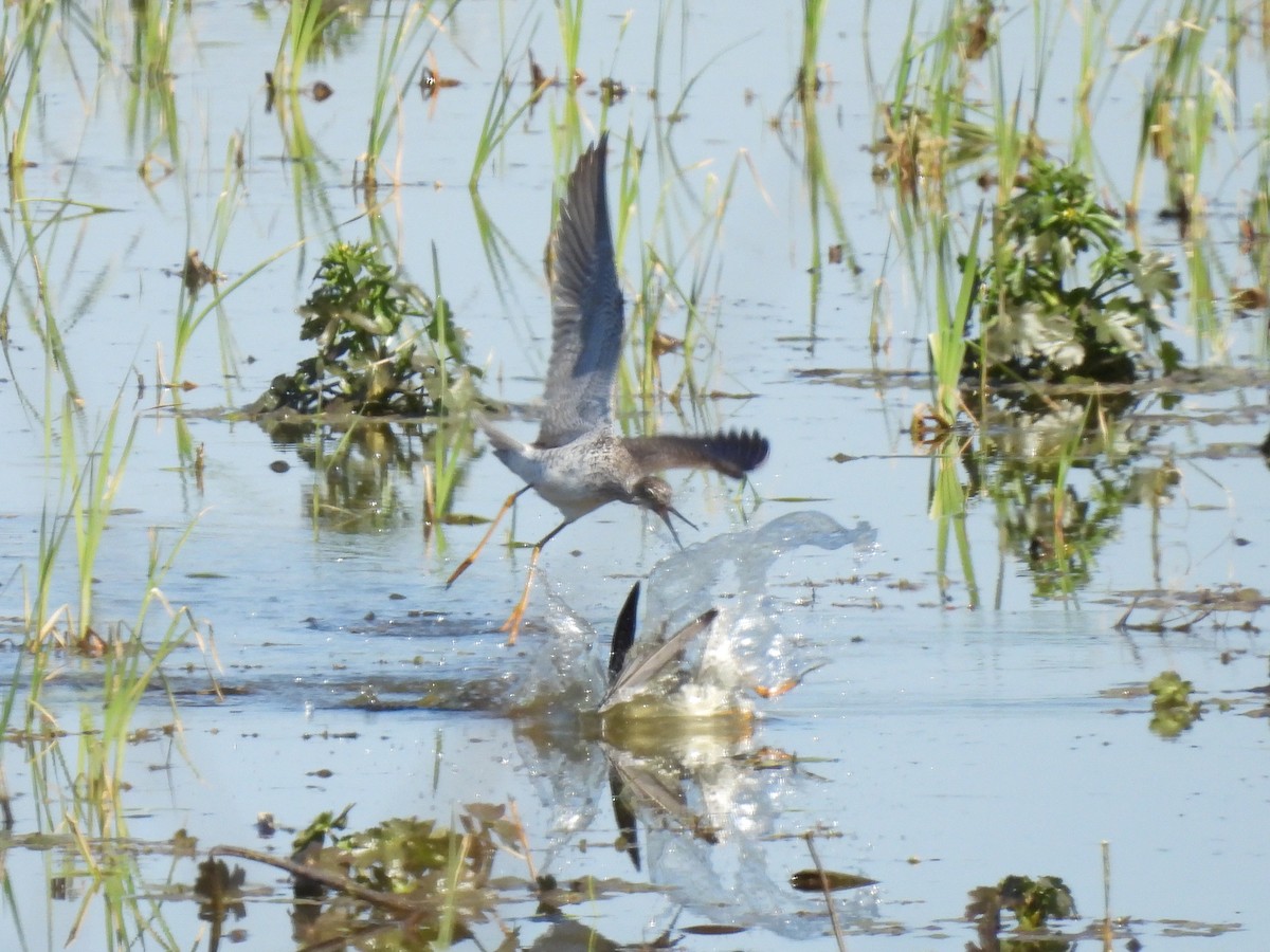 Greater Yellowlegs - ML616608610