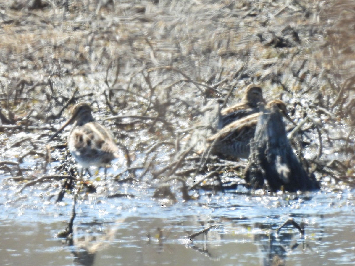 Wilson's Snipe - Cindy Leffelman