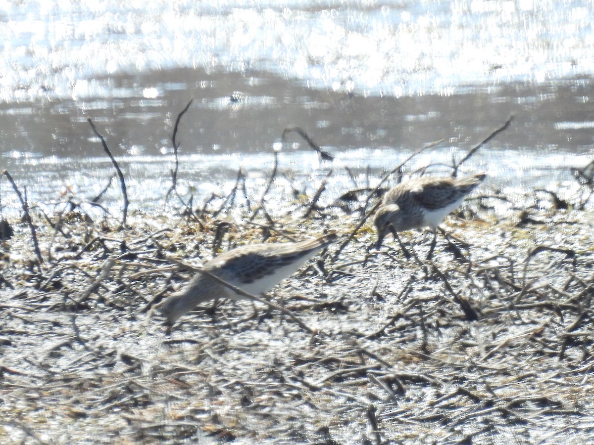 Pectoral Sandpiper - Cindy Leffelman