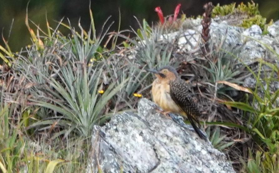 Andean Flicker - Peter Blancher