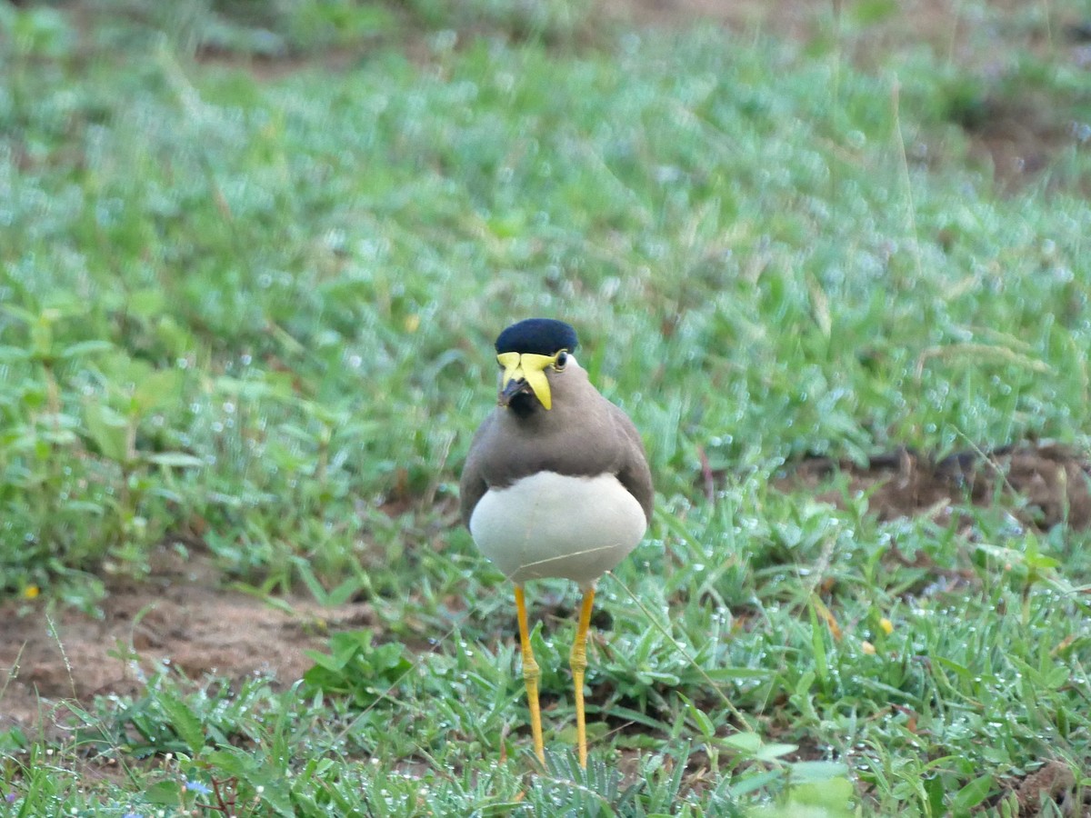 Yellow-wattled Lapwing - ML616608690