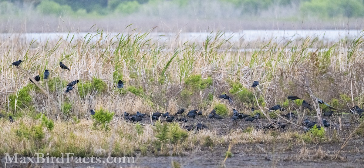 American/Fish Crow - Maxfield Weakley