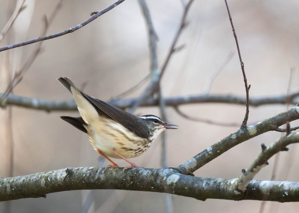 Louisiana Waterthrush - ML616608695