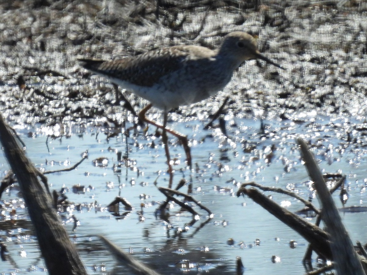 Lesser Yellowlegs - Cindy Leffelman