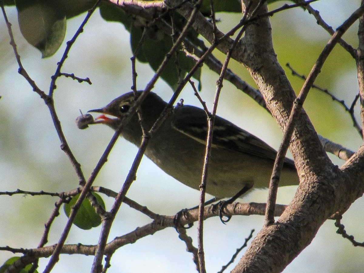 White-crested Elaenia - ML616608720