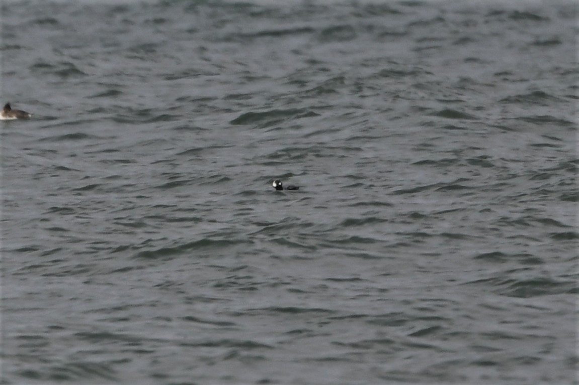 Harlequin Duck - Mark Miller