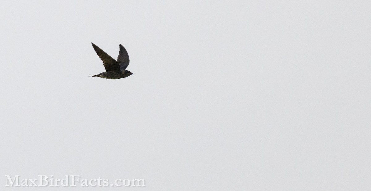 Purple Martin - ML616608745