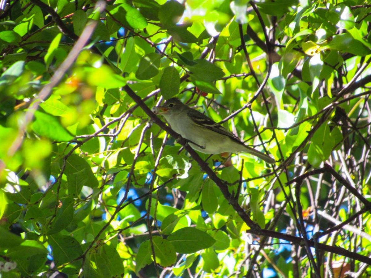 White-crested Elaenia - ML616608793