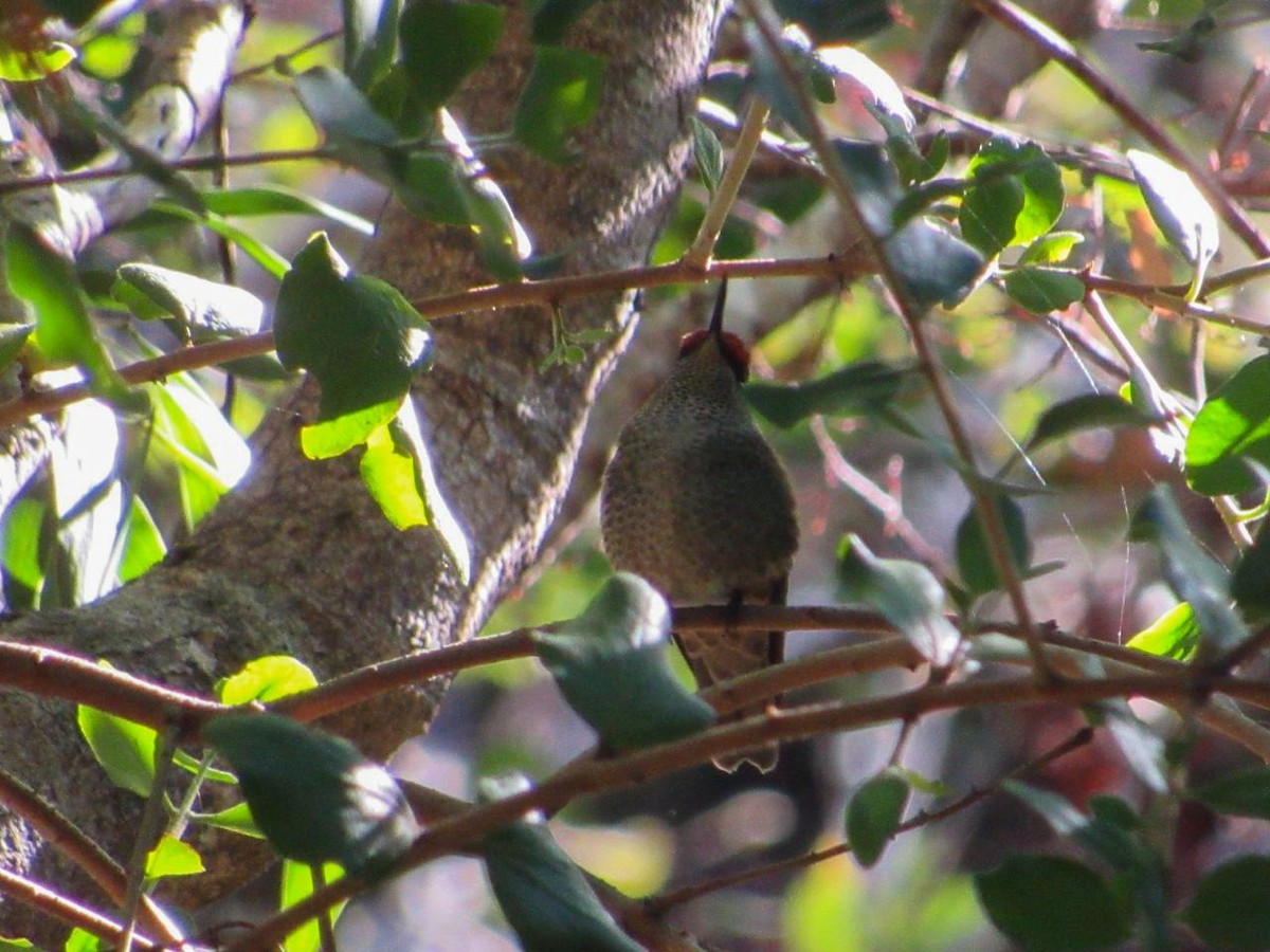 Green-backed Firecrown - Javiera Carrasco Icart