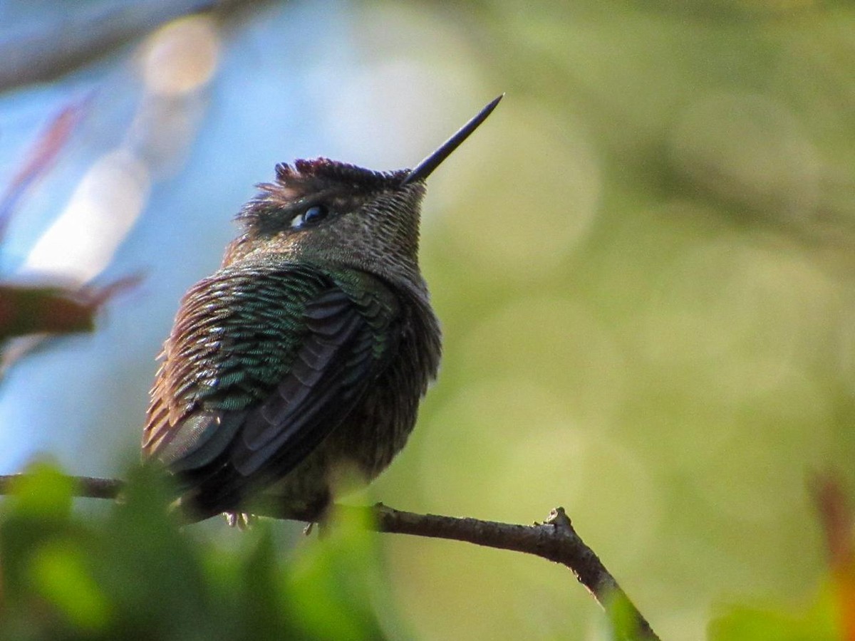 Green-backed Firecrown - ML616608801