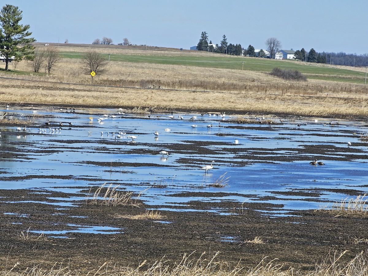 Tundra Swan - ML616608840