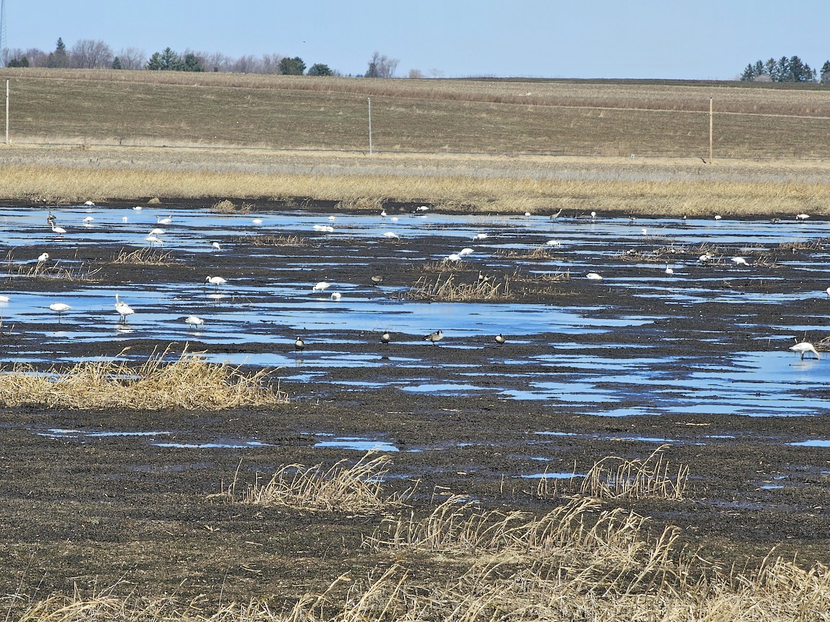Canada Goose - ML616608843