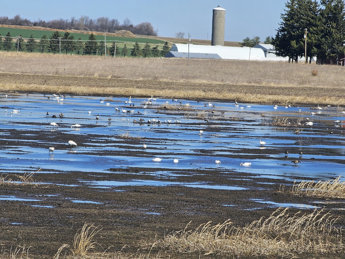 Ring-billed Gull - ML616608916