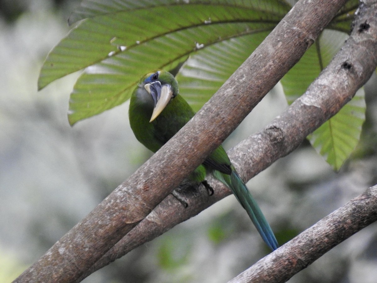 Toucanet à bec sillonné (calorhynchus) - ML616608918