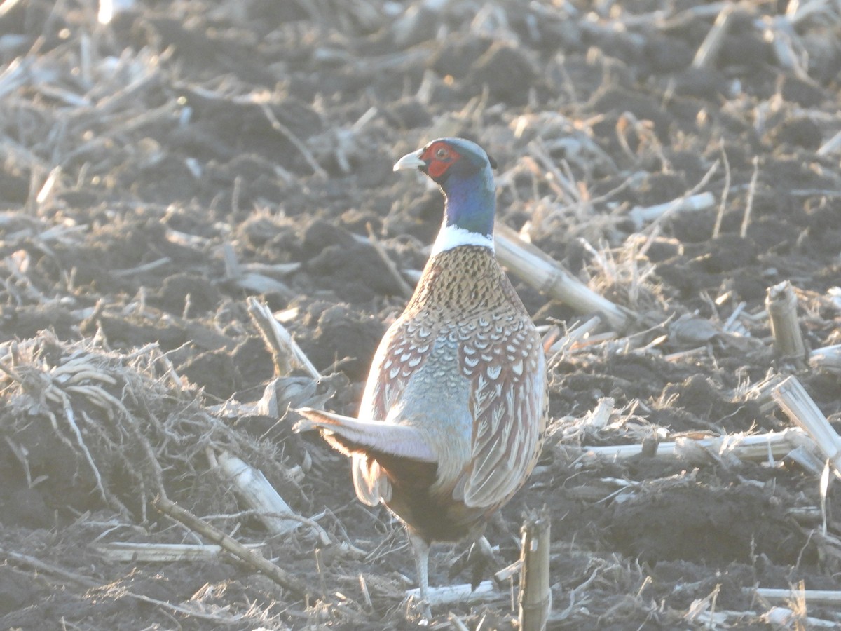 Ring-necked Pheasant - ML616608933