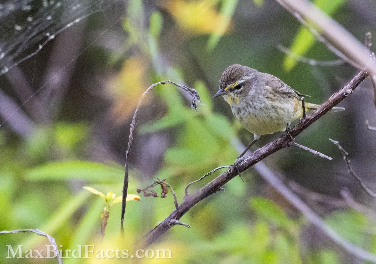 Palm Warbler (Western) - Maxfield Weakley