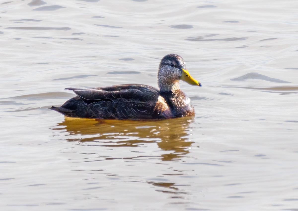 American Black Duck - ML616608985