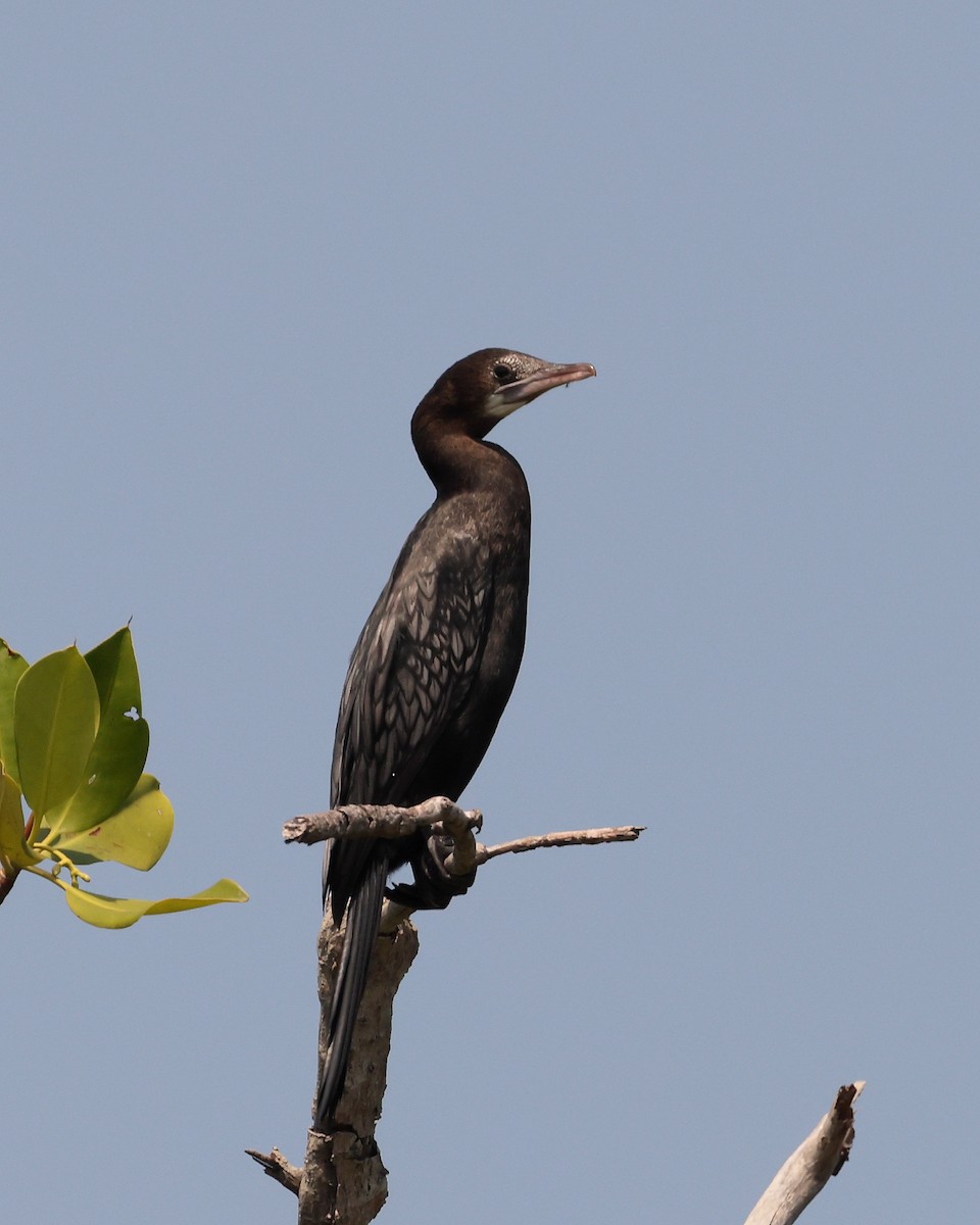 Little Cormorant - Fernanda Araujo