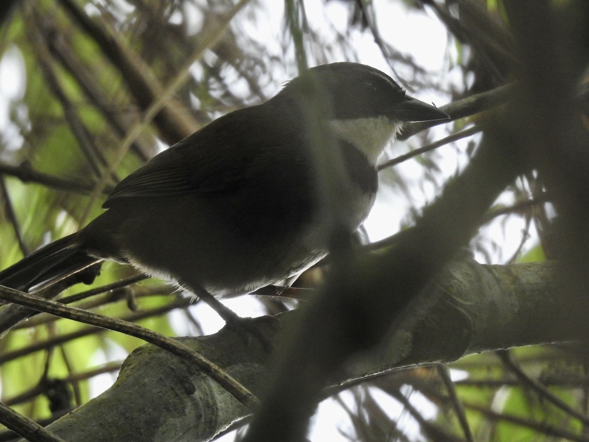 Sierra Nevada Brushfinch - ML616609037