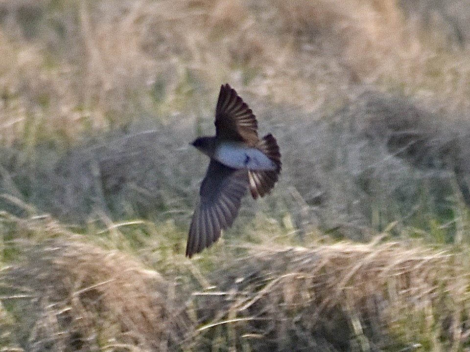 Northern Rough-winged Swallow - ML616609136