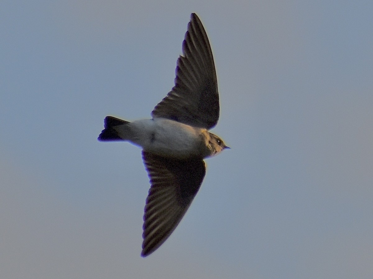Northern Rough-winged Swallow - ML616609137