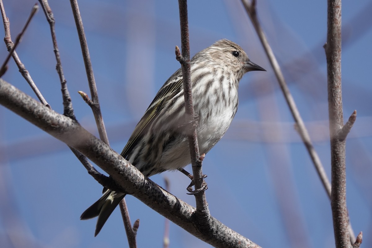 Pine Siskin - ML616609158