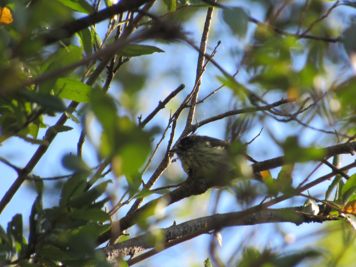 Tufted Tit-Tyrant - ML616609176