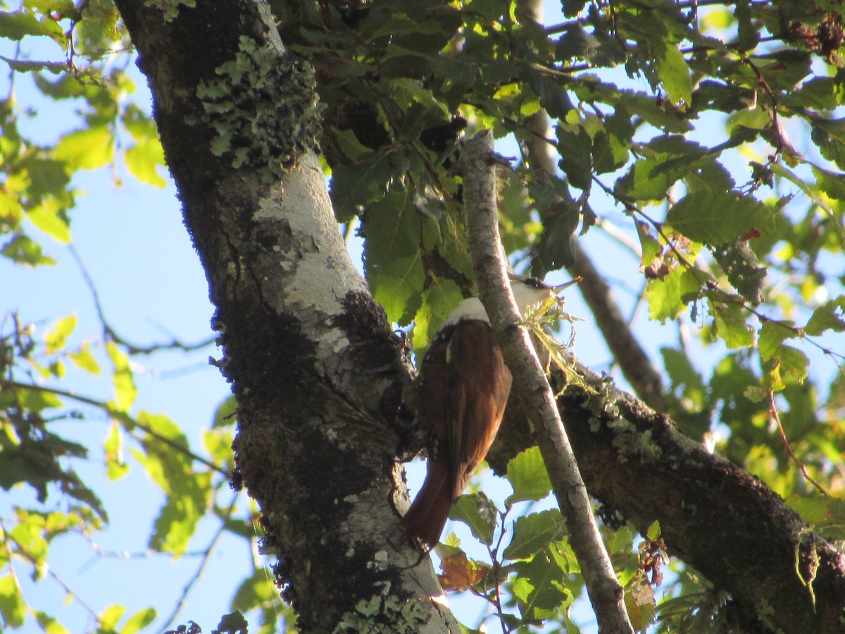 White-throated Treerunner - ML616609189