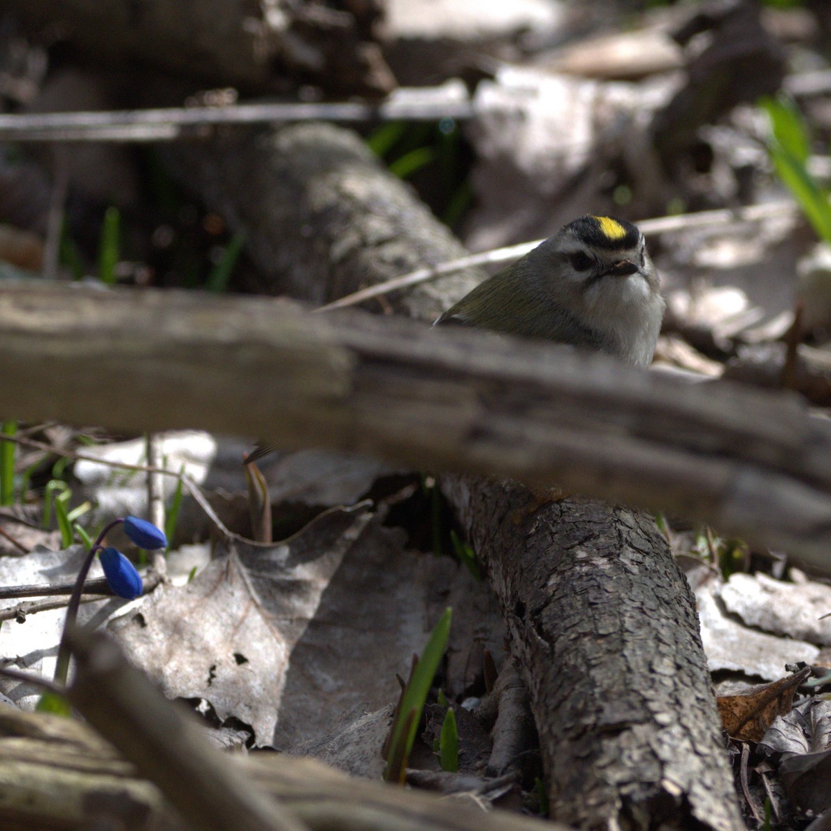 Golden-crowned Kinglet - ML616609222