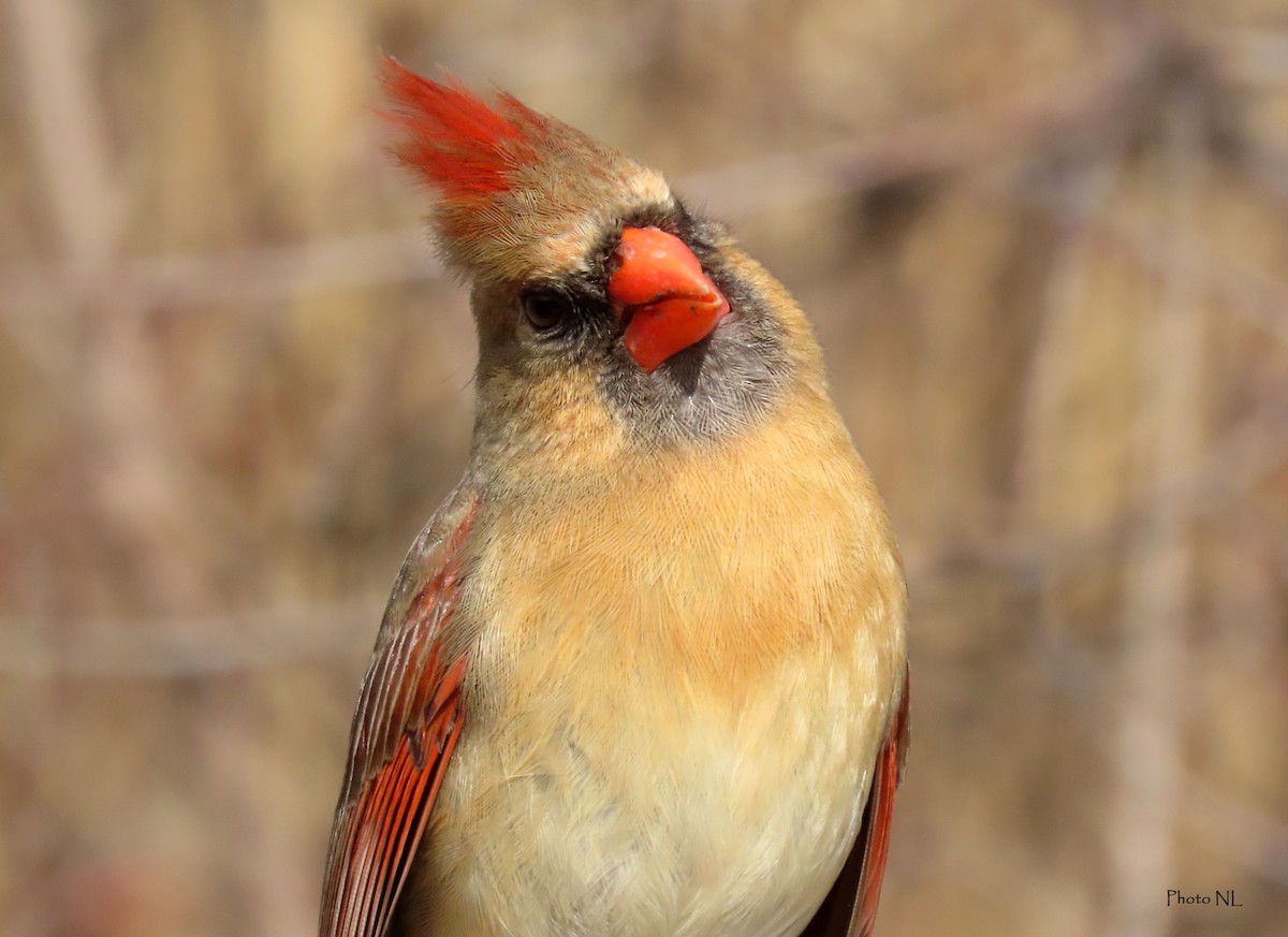 Northern Cardinal - Nathalie L. COHL 🕊