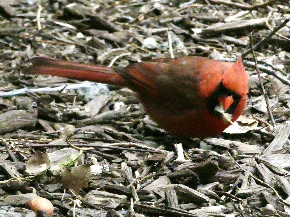 Northern Cardinal - ML616609332