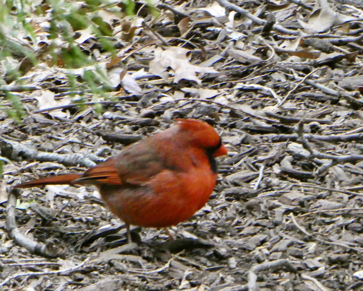 Northern Cardinal - ML616609333