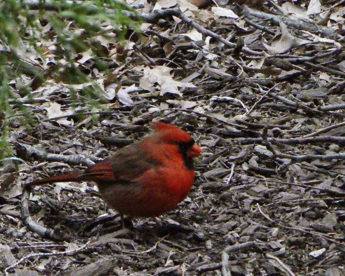 Northern Cardinal - ML616609334