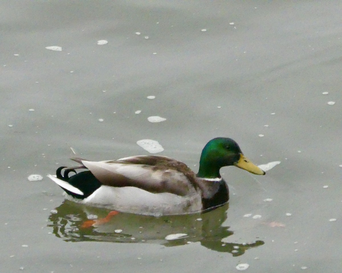 Mallard - ML616609363