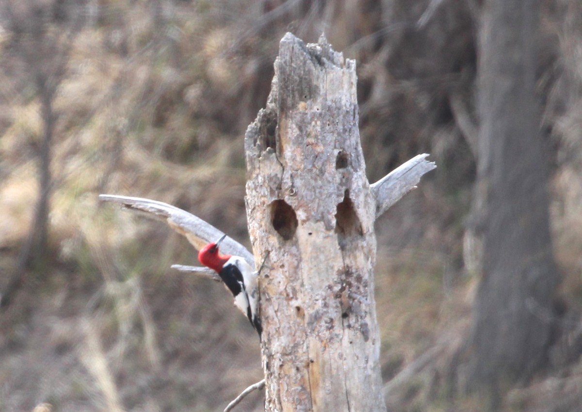 Red-headed Woodpecker - ML616609386