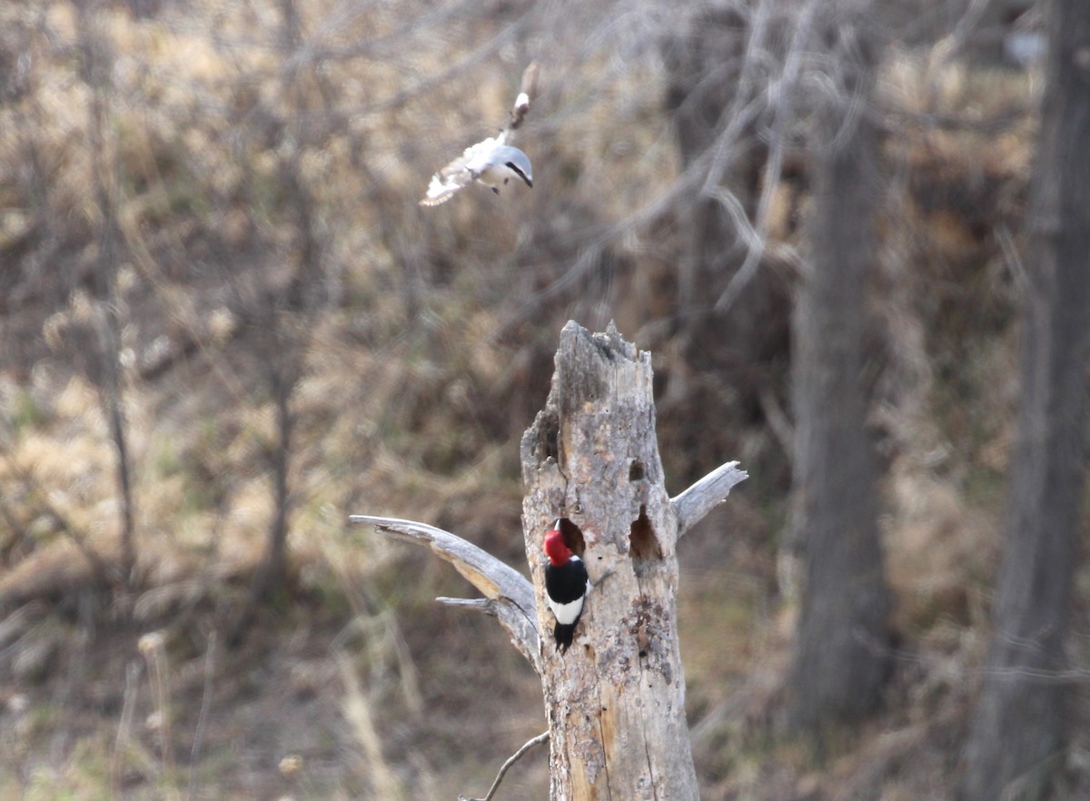 Red-headed Woodpecker - ML616609405