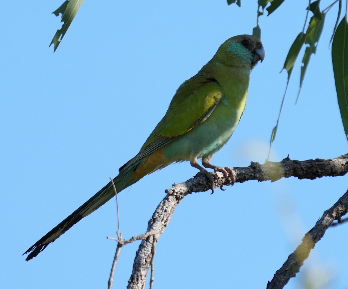 Hooded Parrot - Samantha Duffy
