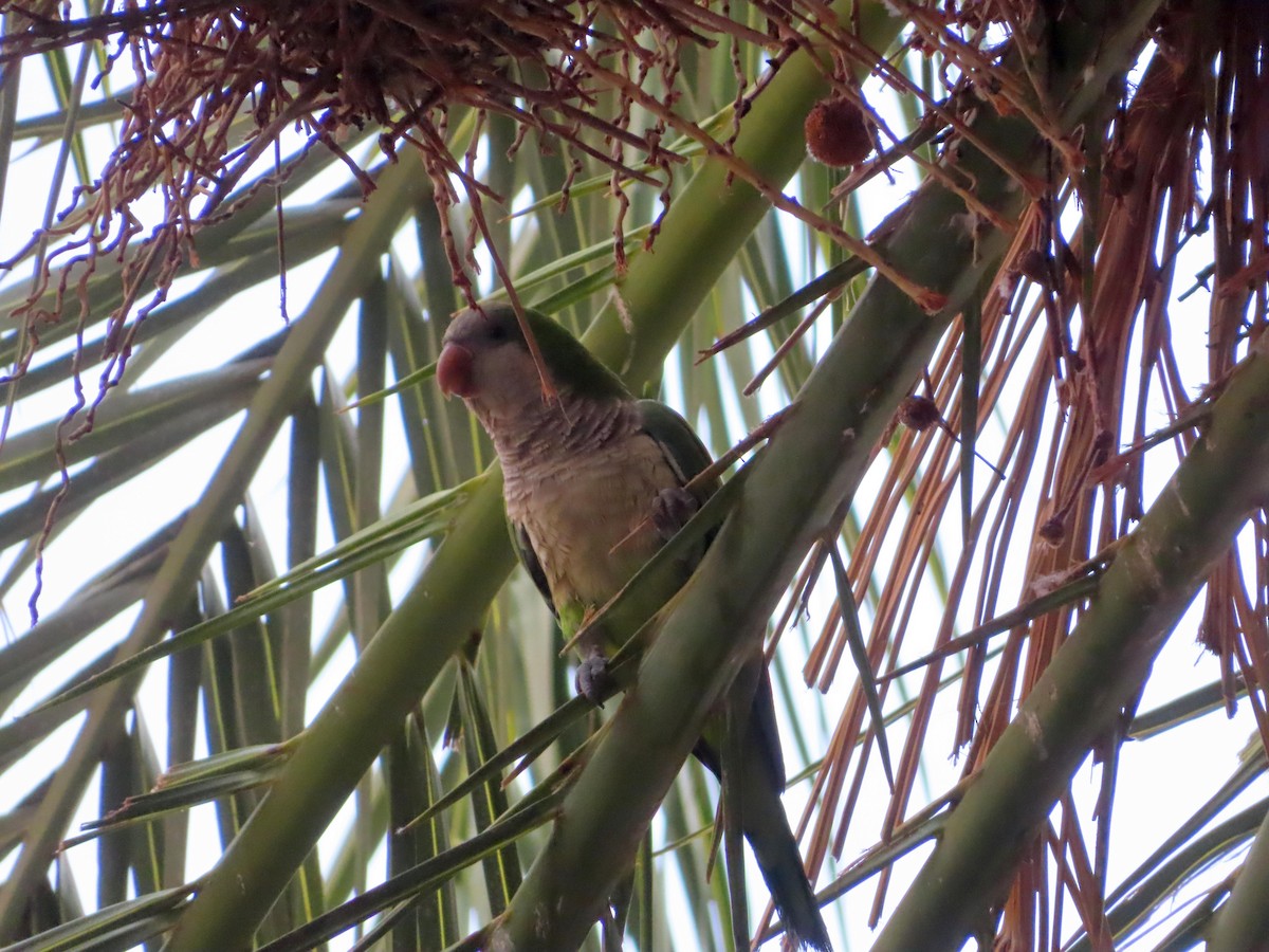 Monk Parakeet - ML616609445