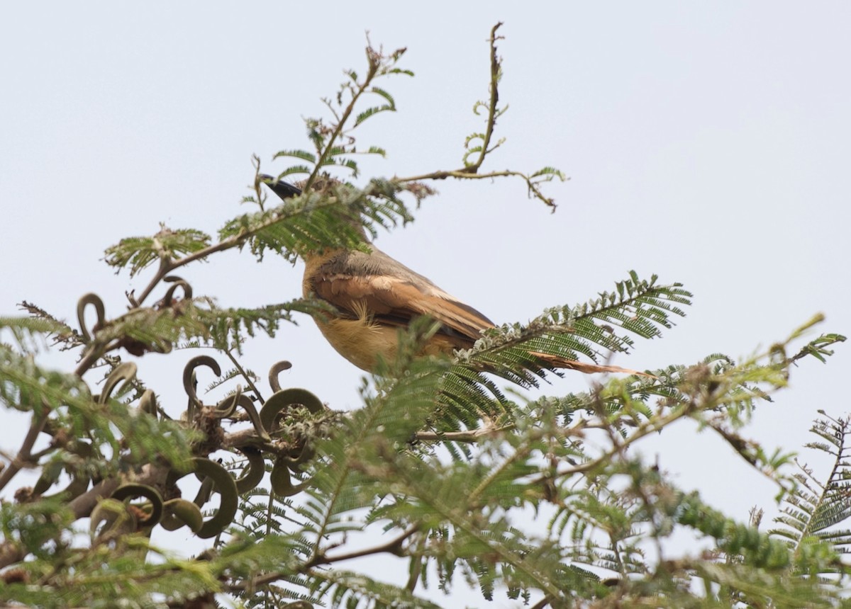 Rufous Flycatcher - ML616609464