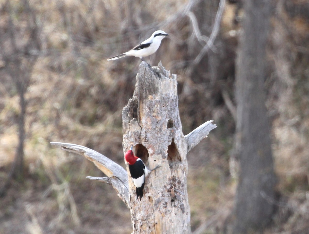 Red-headed Woodpecker - ML616609504