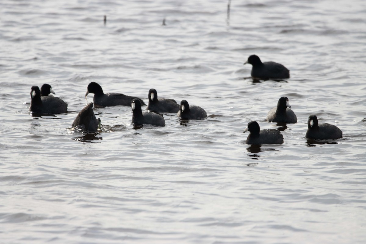 American Coot - Jerry Chen