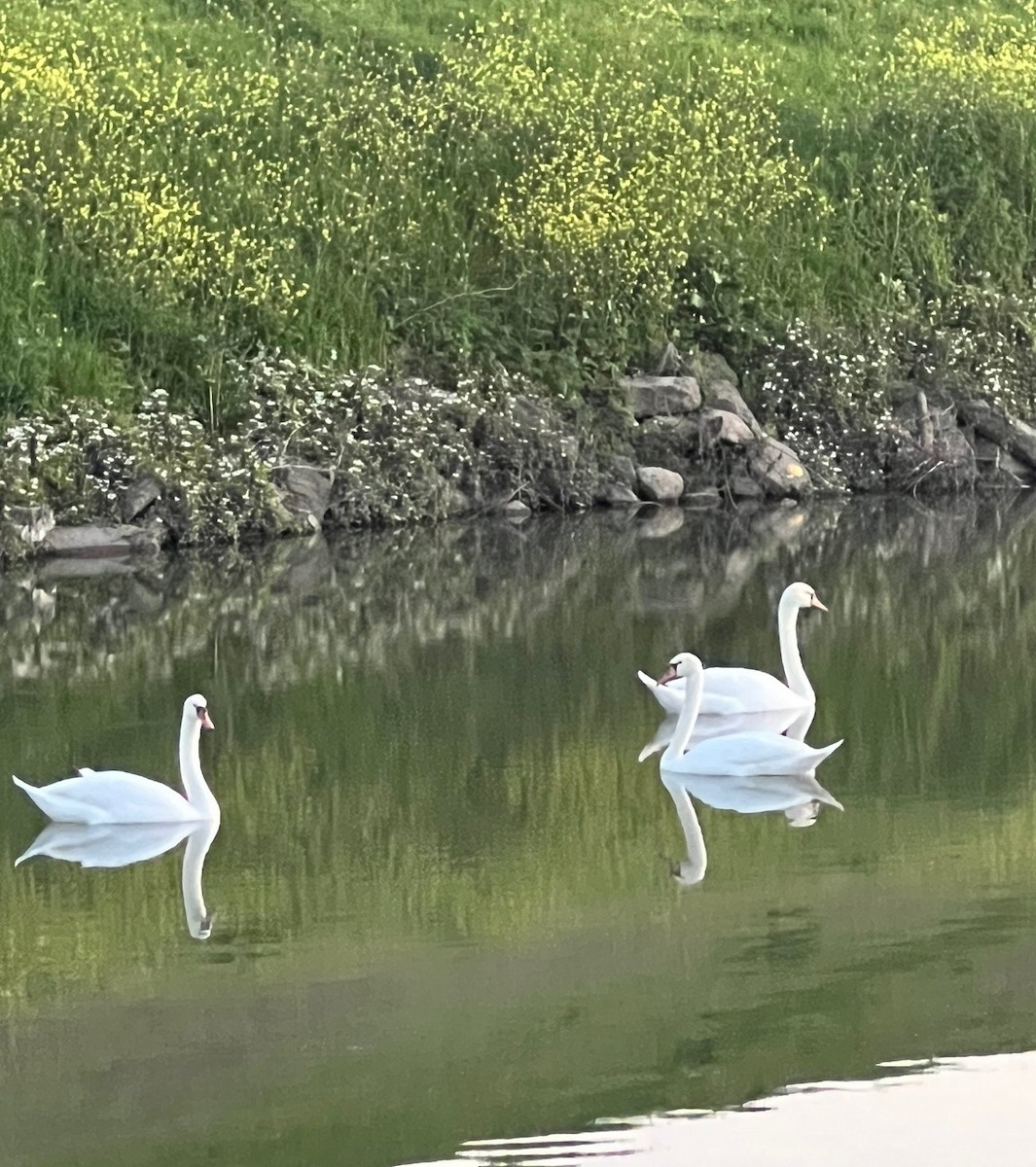 Mute Swan - ML616609525