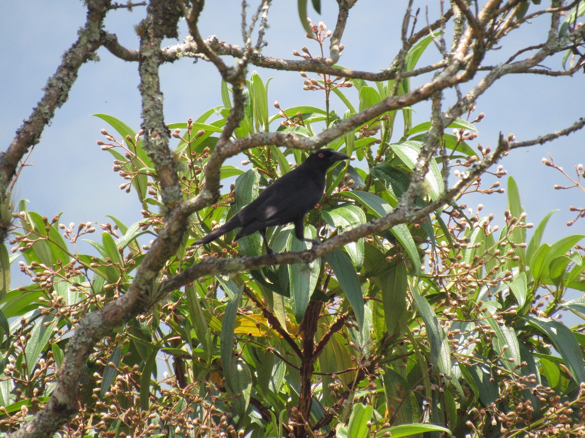 Giant Cowbird - ML616609550