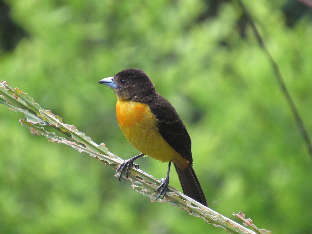 Flame-rumped Tanager (Flame-rumped) - ML616609567