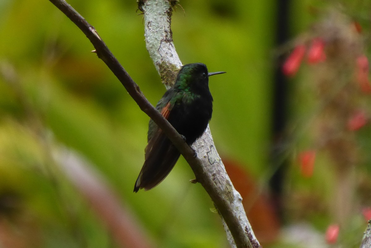 Black-bellied Hummingbird - ML616609612