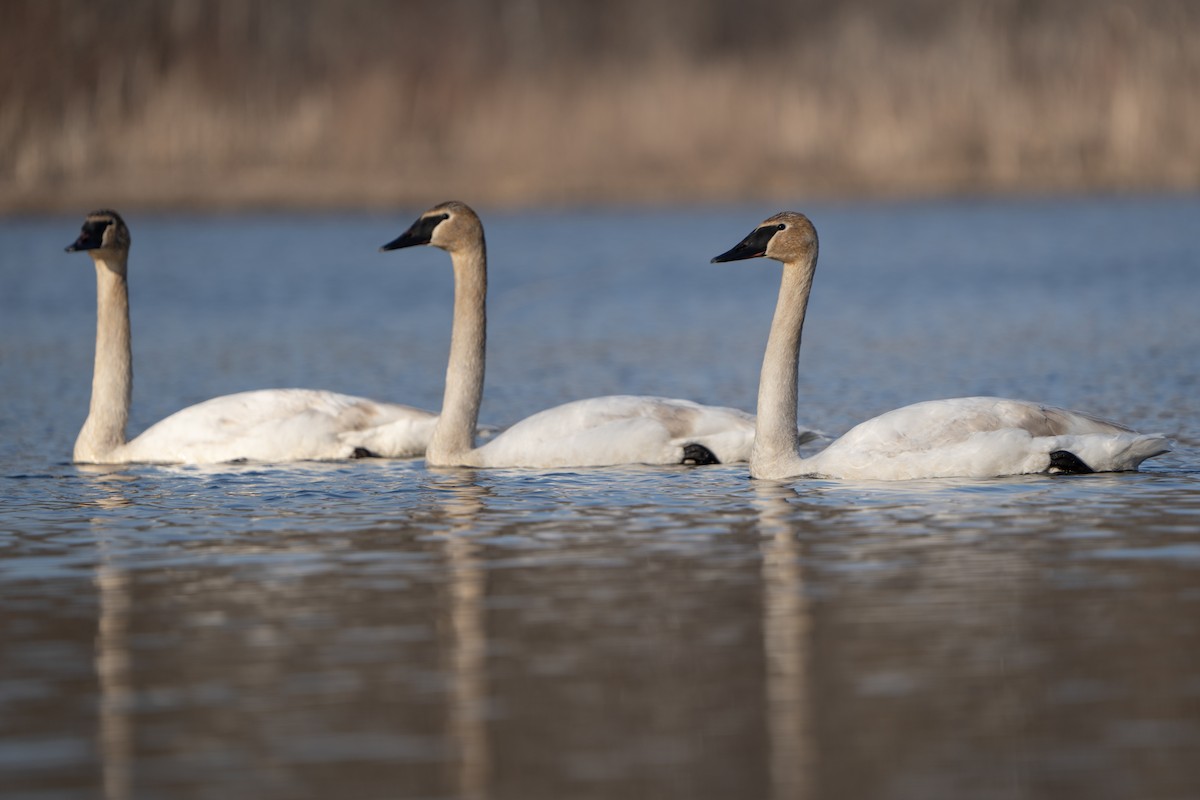 Trumpeter Swan - Justin Labadie