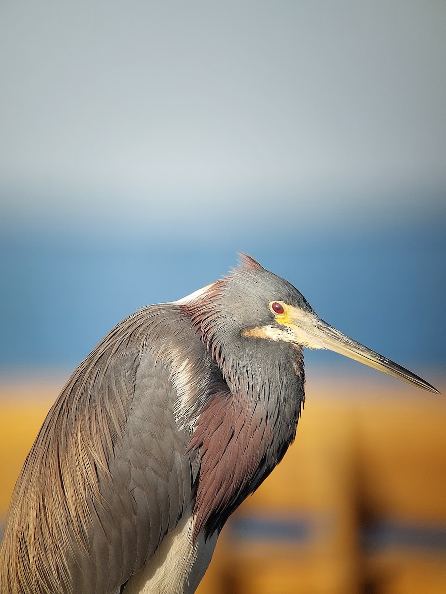 Tricolored Heron - ML616609671